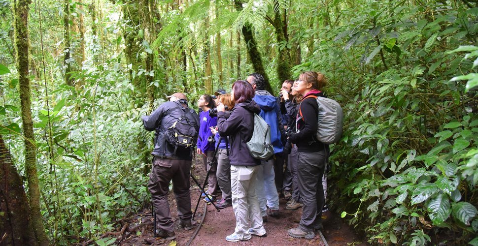 A group of birders look into the canopy in Costa Rica's Monteverde Cloud Forest