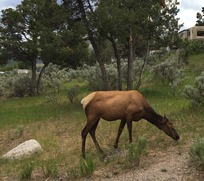 An elk grazes peacefully near a campground in Yellowstone National Park