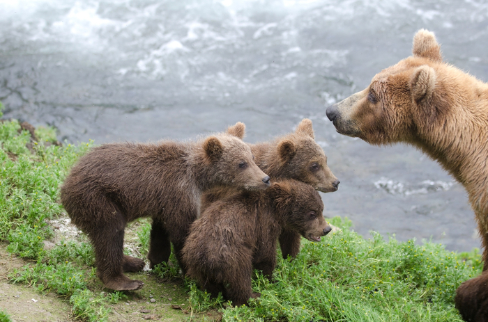 A brown bear sow and three cubs by the river