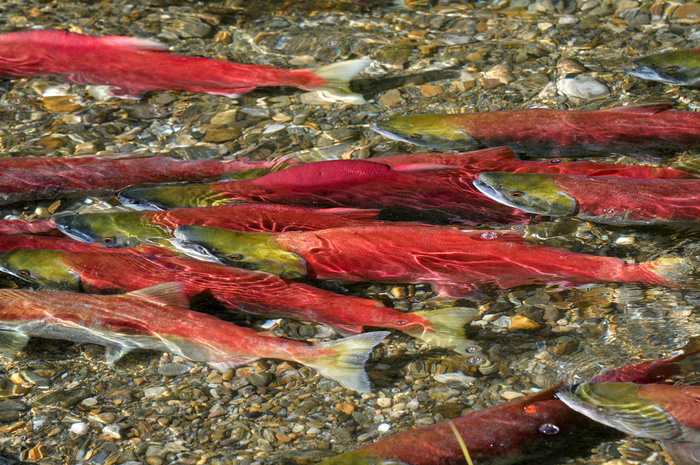 Bright red salmon in a spawning stream in Alaska