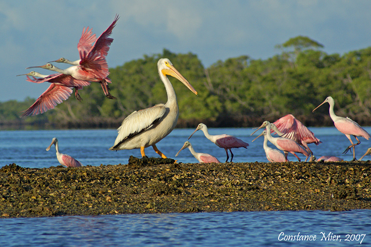 A grouping of various birds stand and fly in the everglades