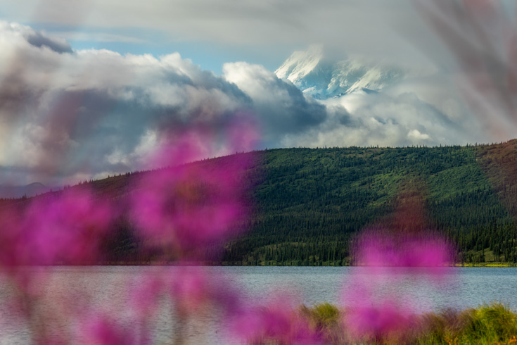 Fireweed lights up the landscape as Denali emerges from the clouds above Wonder Lake in Denali National Park, Alaska.