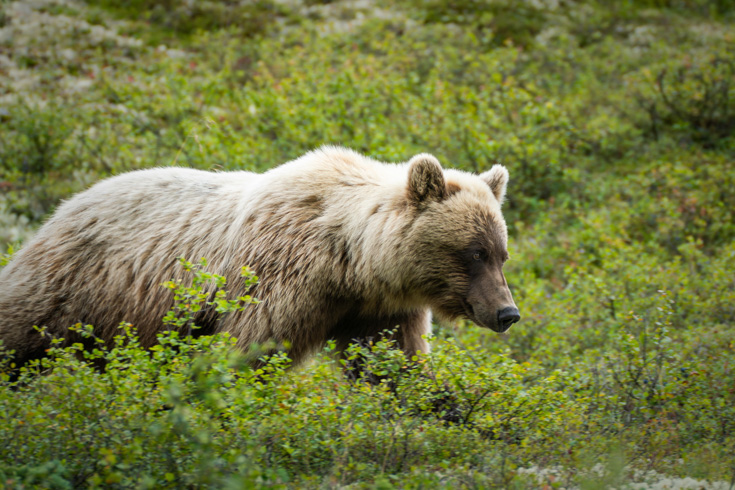 A grizzly bear forages blueberries in Denali National Park, Alaska.