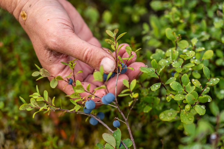 Foraging blueberries near Wonder Lake in Denali National Park, Alaska.