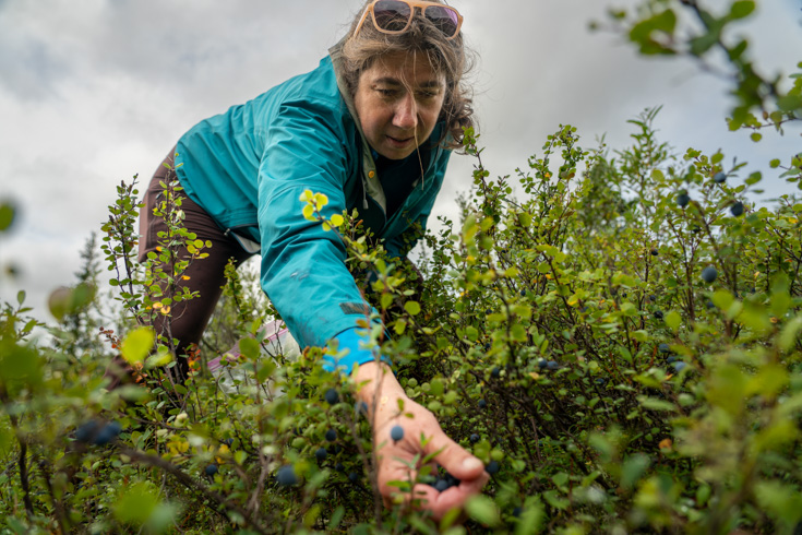 Foraging blueberries near Wonder Lake in Denali National Park, Alaska.