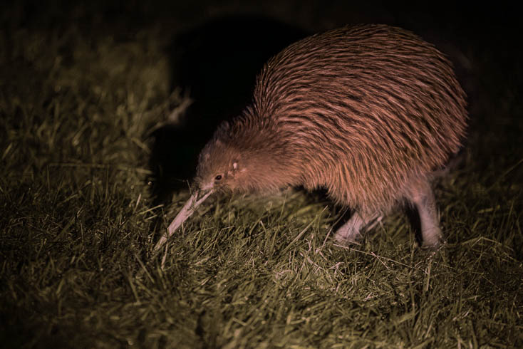Only in Aotearoa | New Zealand’s endemic species