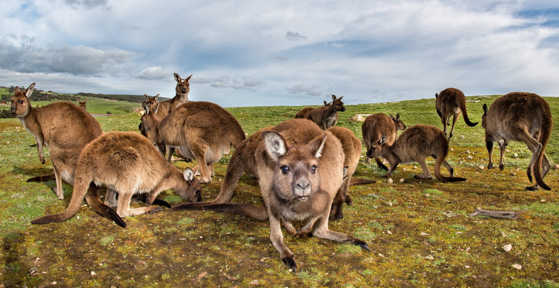 Kangaroo Island, Australia