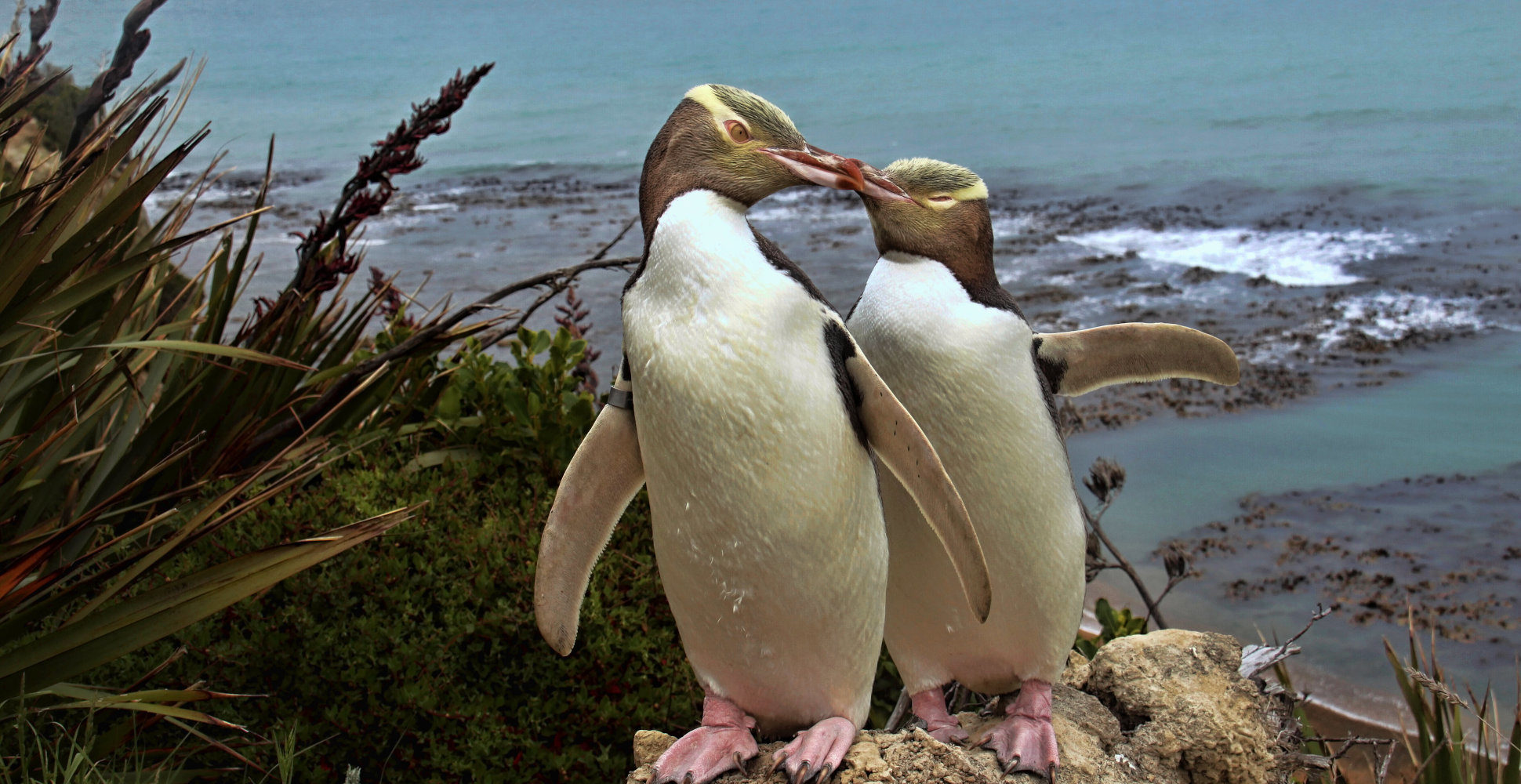 Yellow-Eyed Penguins, New Zealand