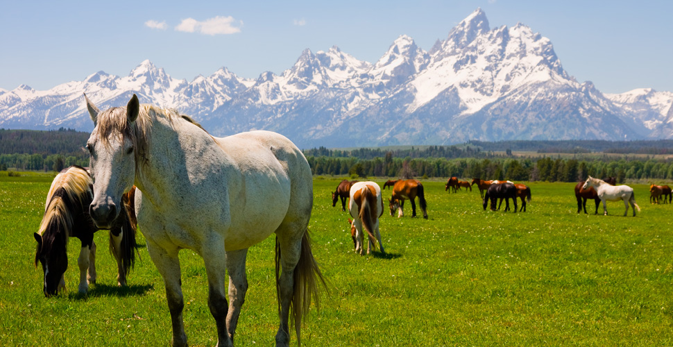 Horses grazing near the Tetons