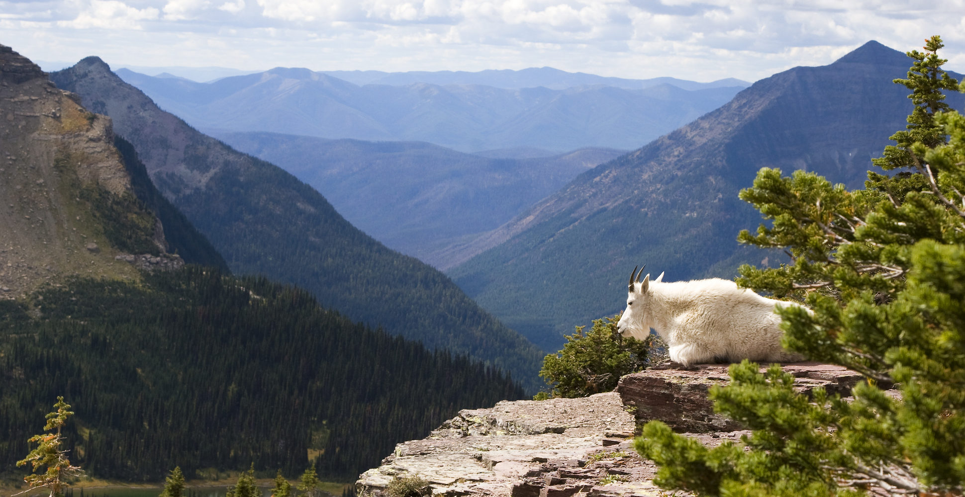 Glacier National Park Billy Goat
