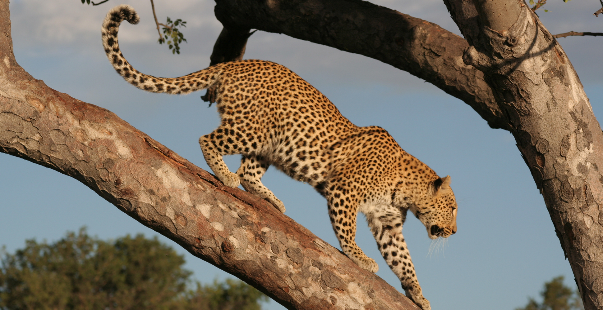 A spotted leopard makes his way down an acacia tree, Botswana