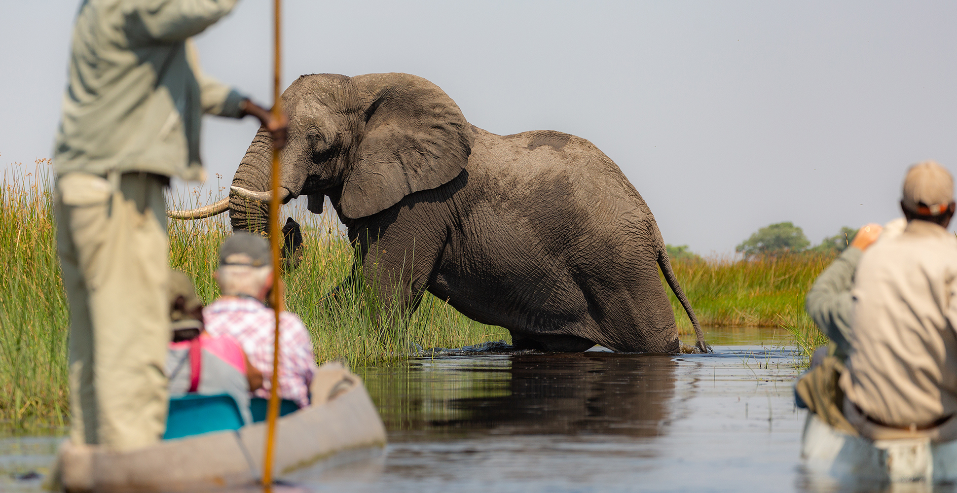 Wildlife of the Okavango River Delta , Botswana