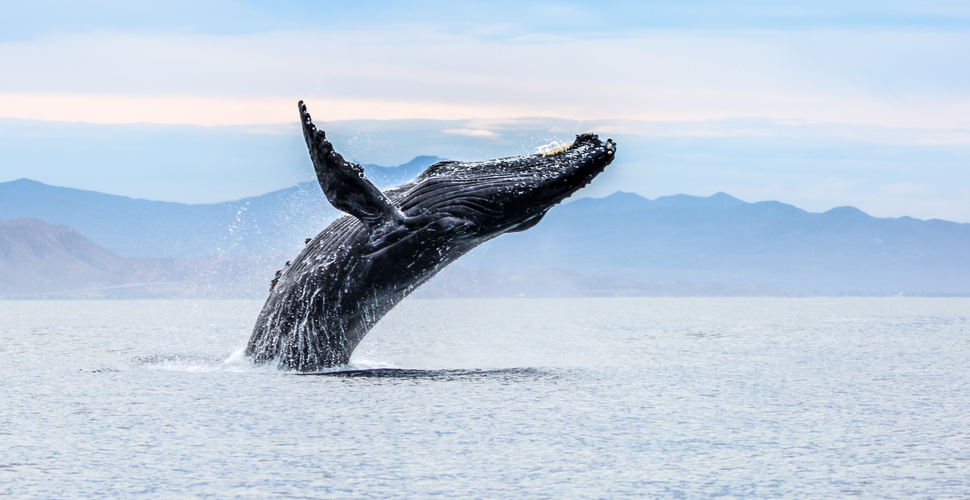 Baja-breachingwhale-Credit Colin_Ruggiero_sized