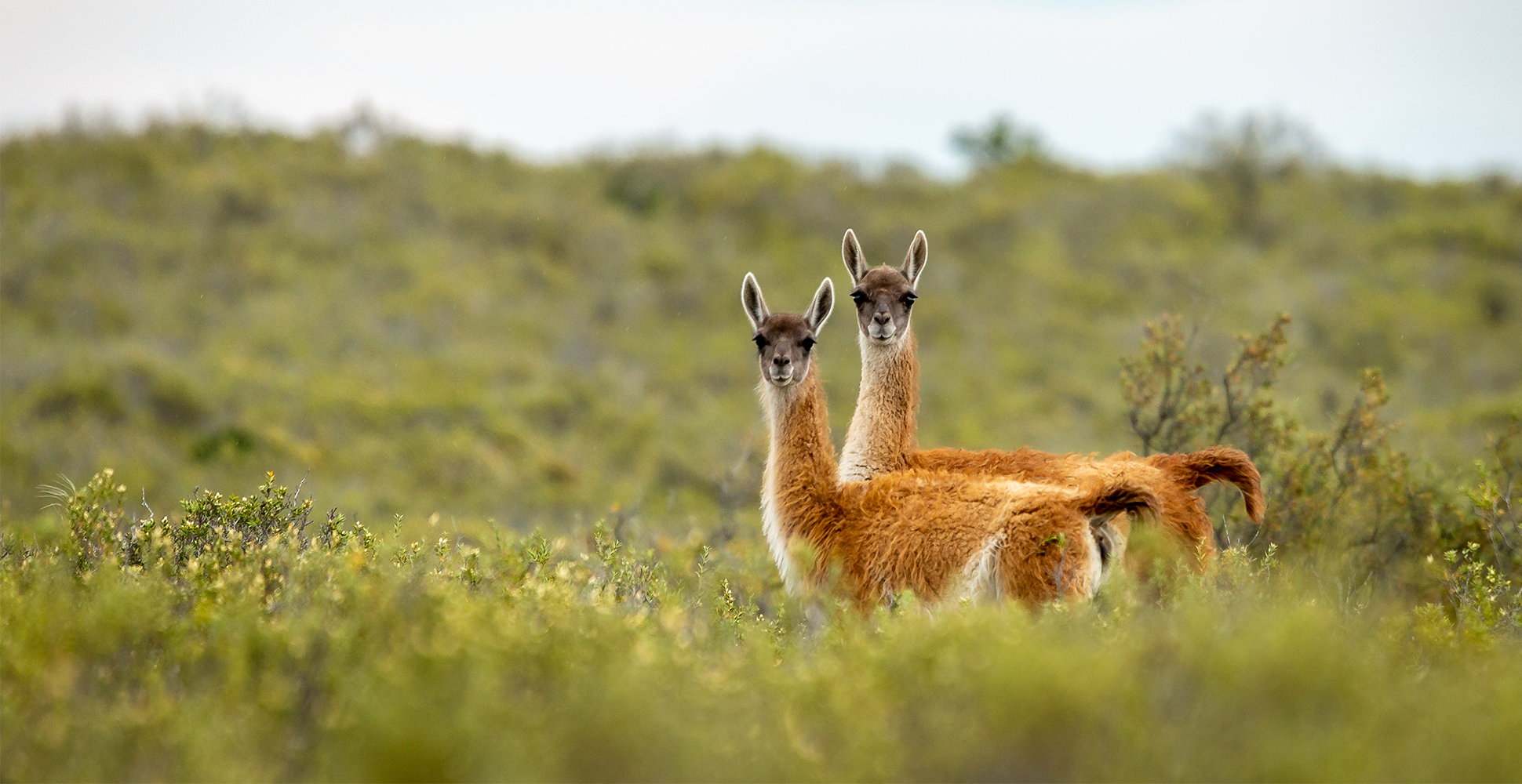 Guanacos, Patagonia Region