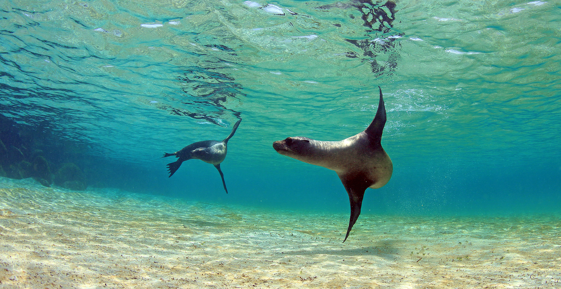 Seals Dance in the Galapagos