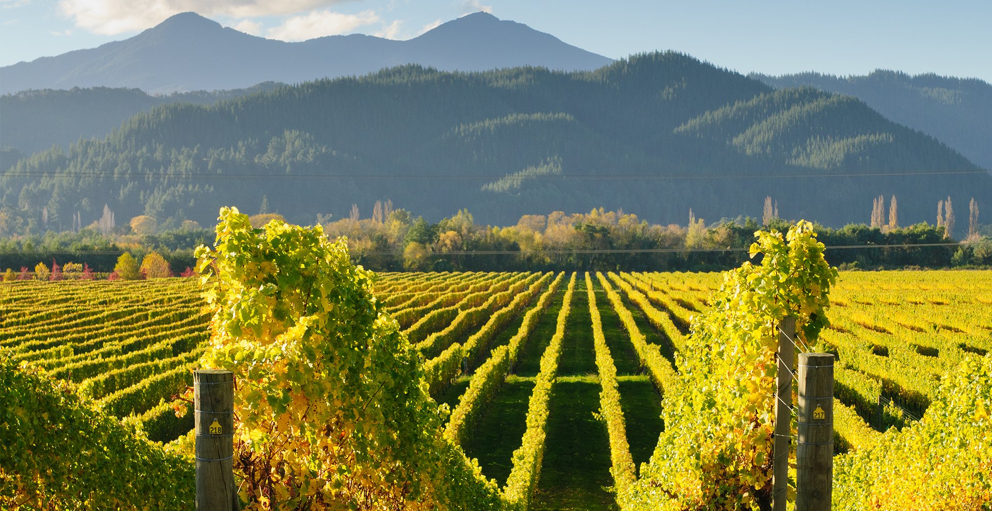 Vinyard in New Zealand