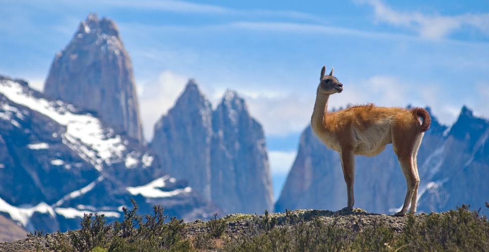 chile-guanaco-torres_del_paine_shutterstock_14121091_sized
