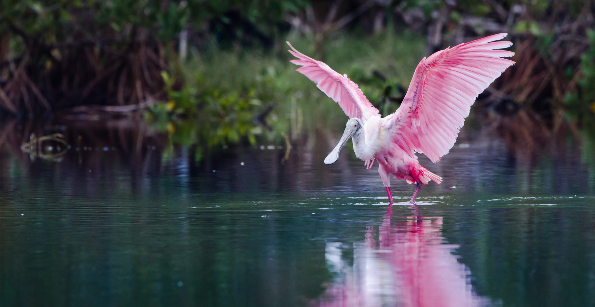 Rosette Spoonbill