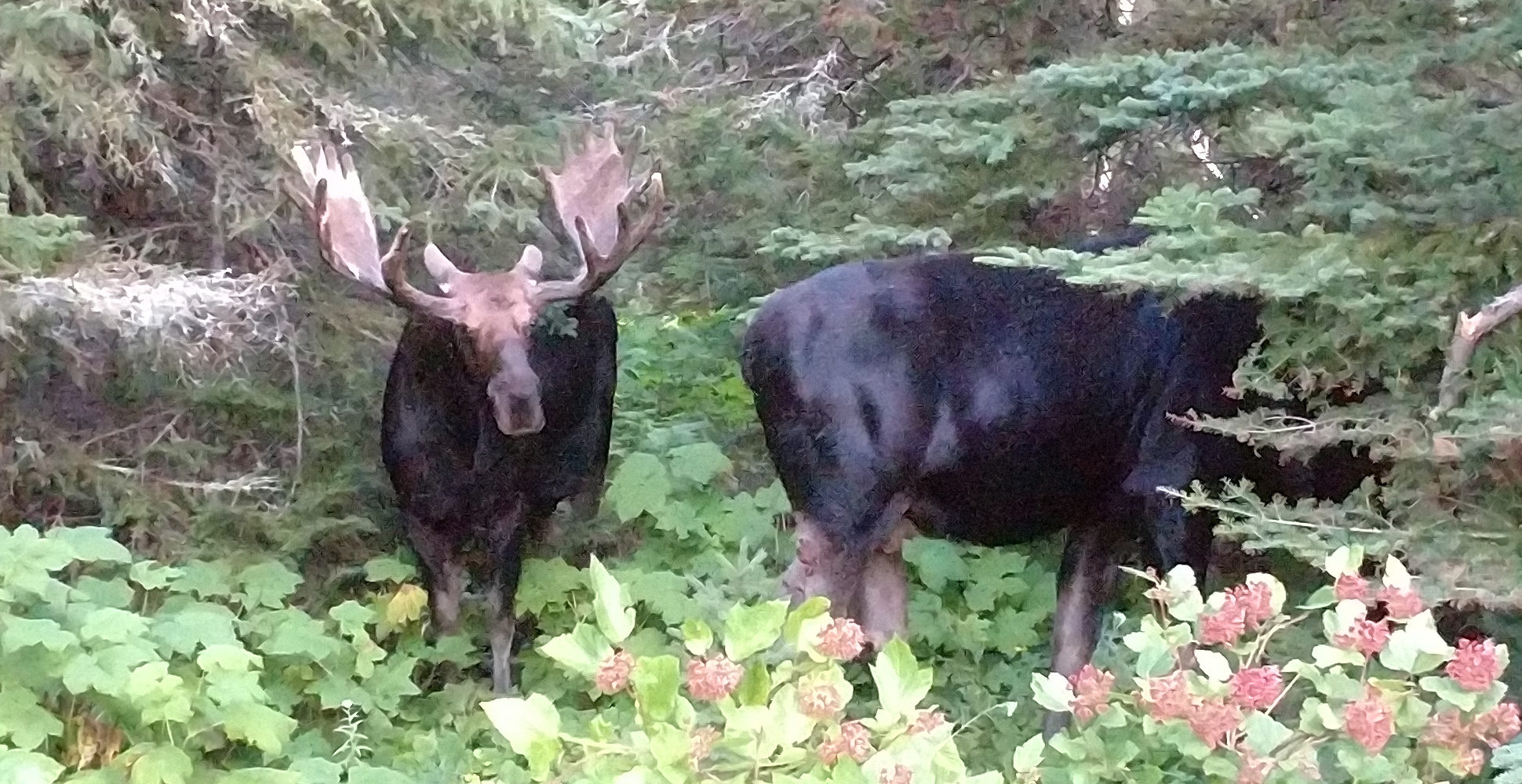 Isle Royale