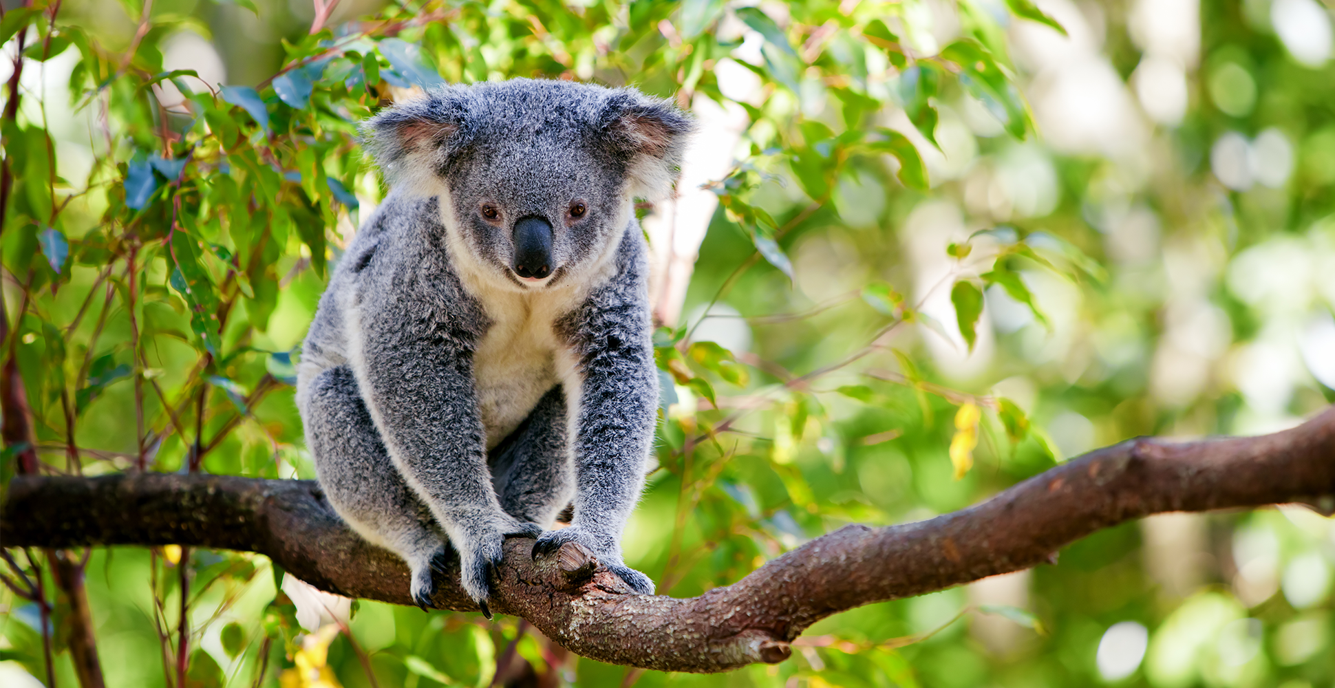 A Koala in Australia