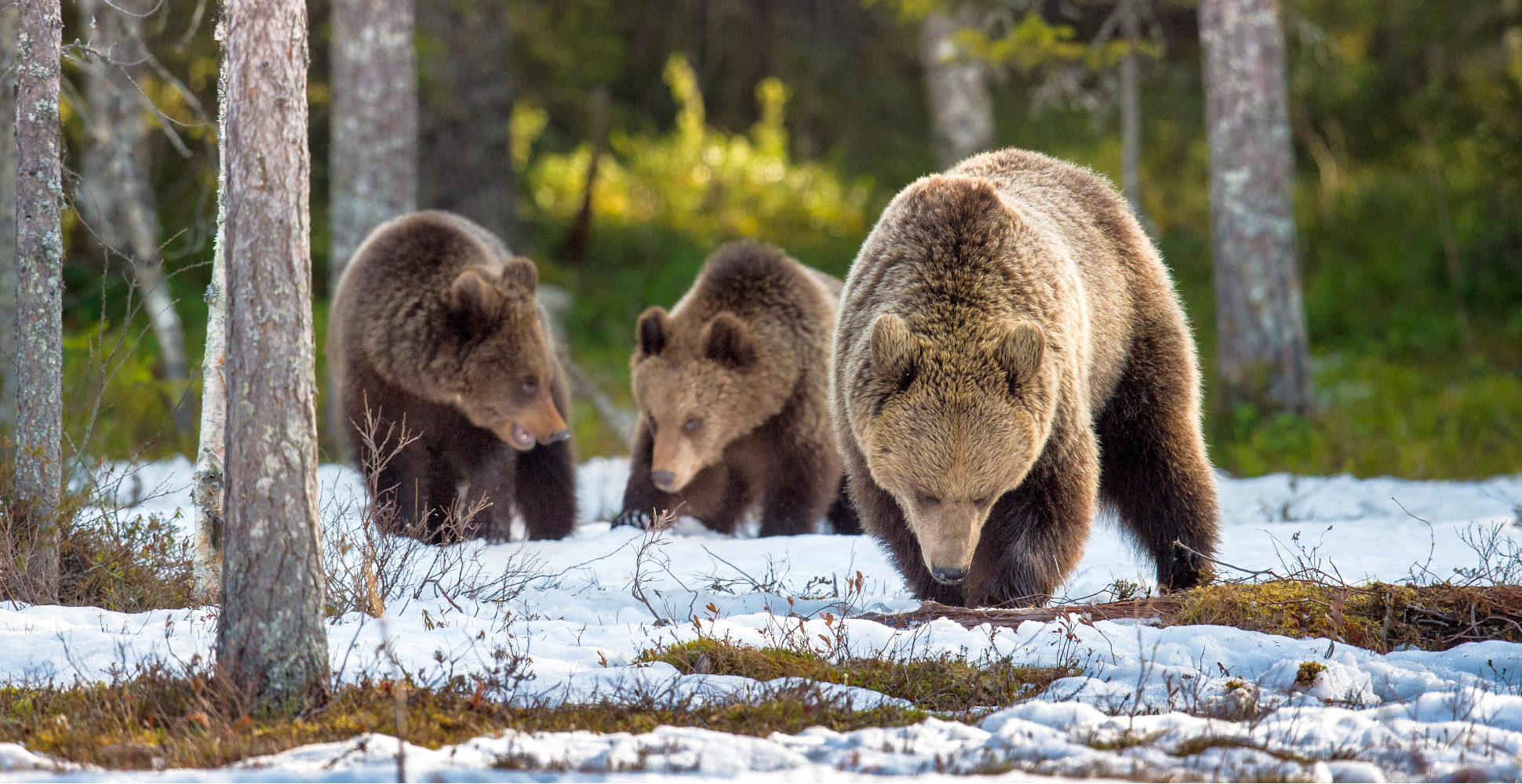 Bears, Yellowstone National Park