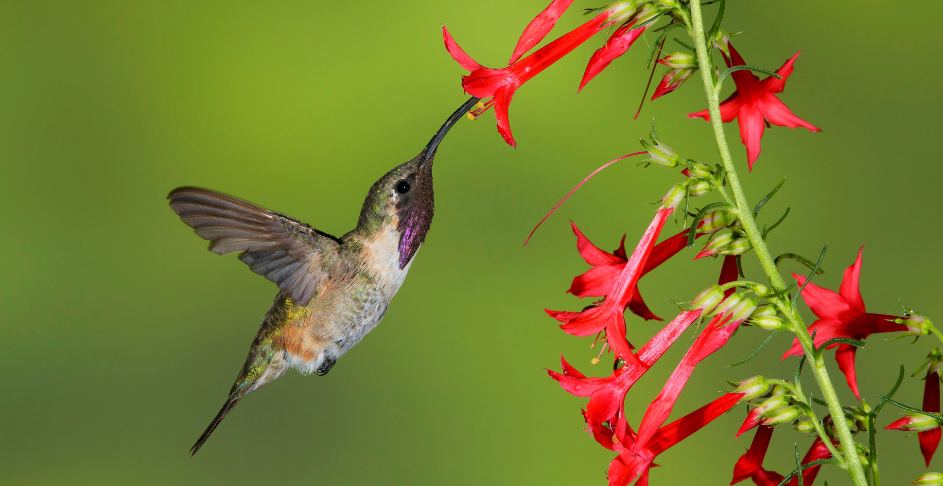 Lucifer Hummingbird