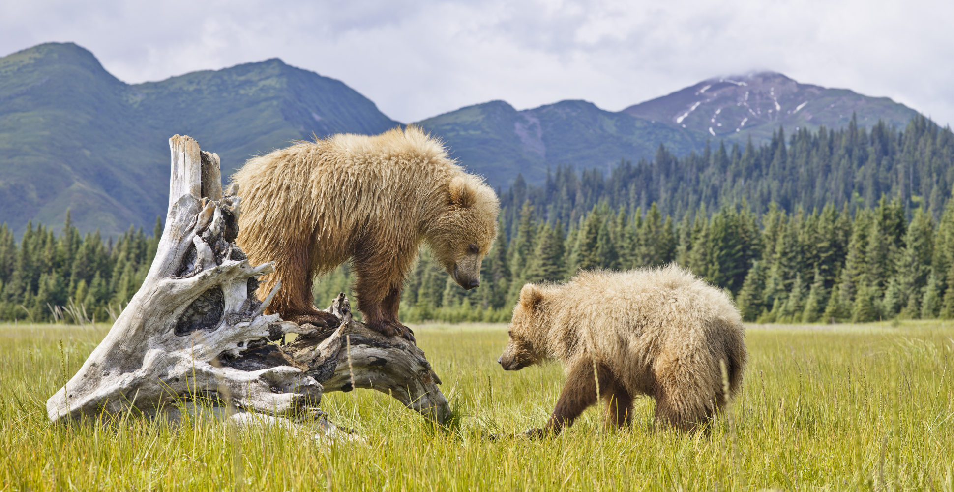 Denali National Park - Off the Beaten Path, image size:1940x1000
