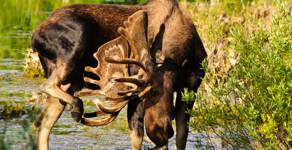 Moose in Grand Teton National Park