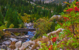 Mountain Ash in Cascade Canyon, Grand Teton National Park