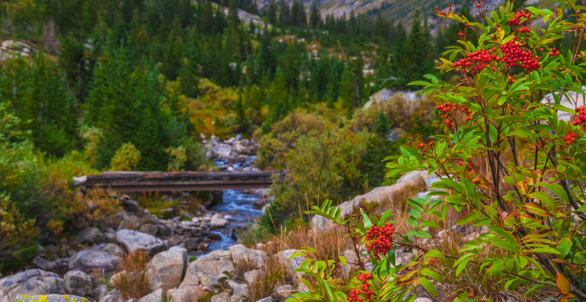 Mountain Ash in Cascade Canyon, Grand Teton National Park