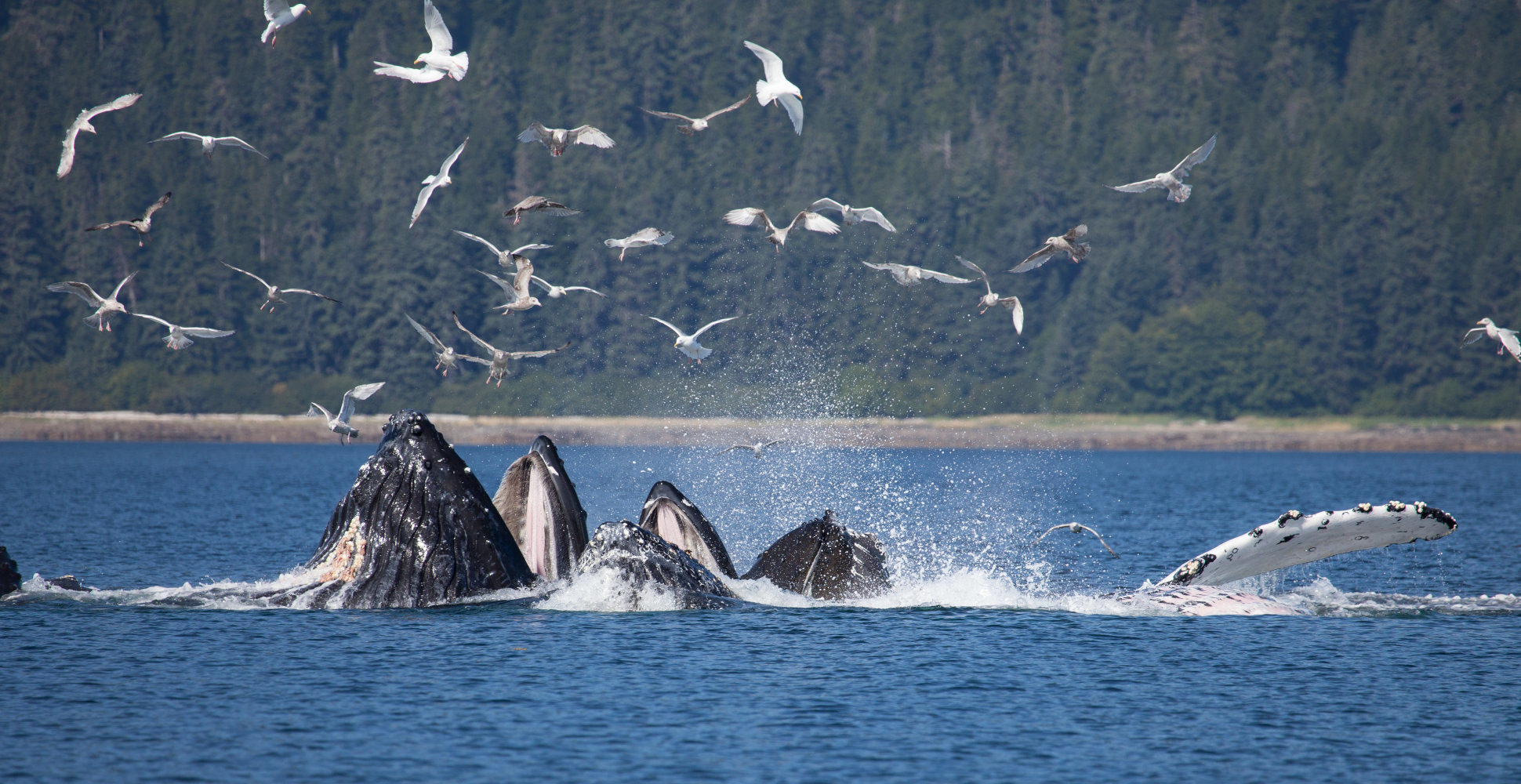 Whales in Alaska