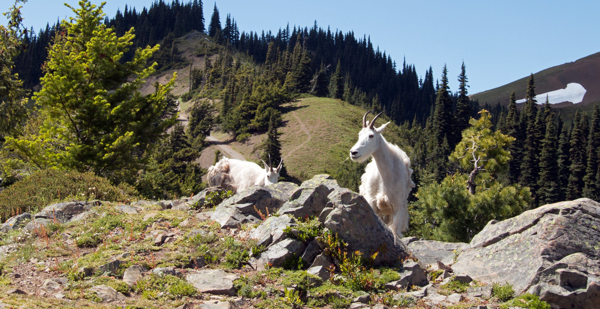 Mountain Goats, Hurricane Ridge