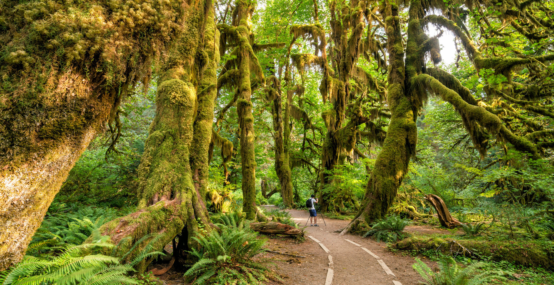 Hoh Rainforest, Olympic National Park