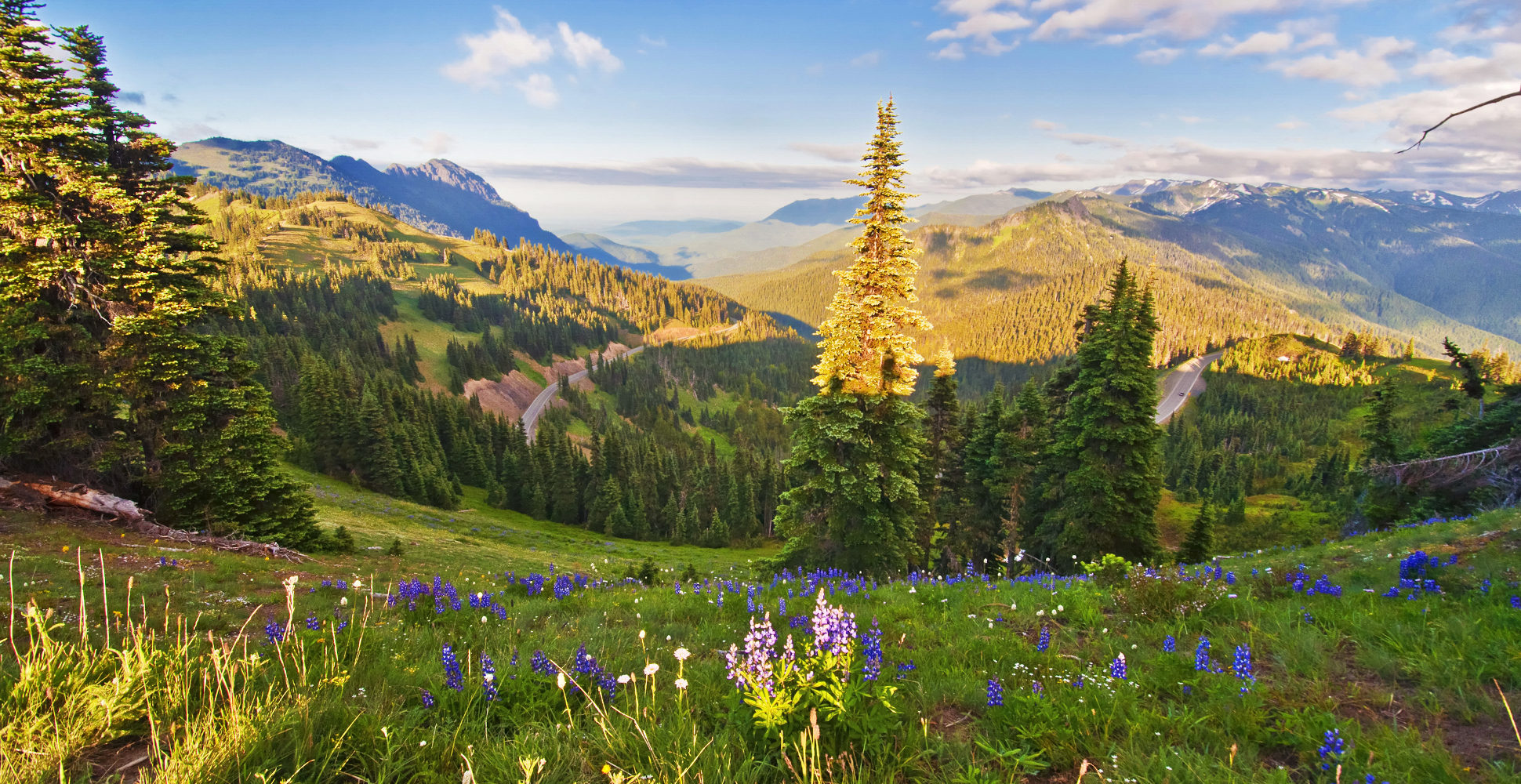 Wildflowers on Hurricane Ridge