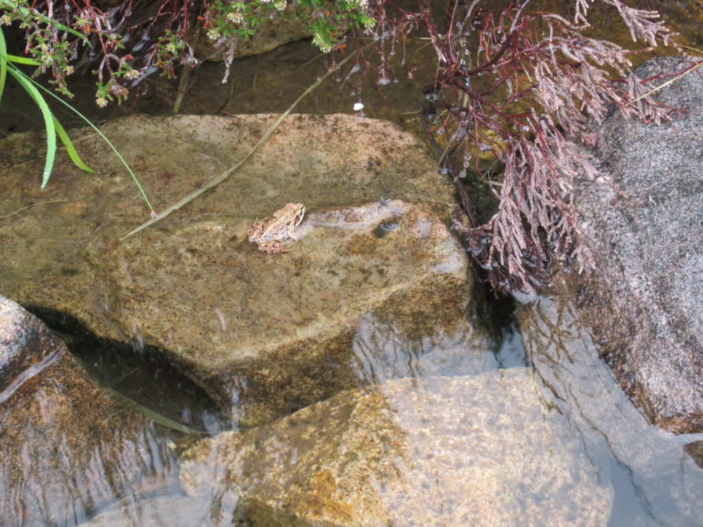 Frogs appeared in the creeks on a guided rainy day hike in the Torridon Hills 