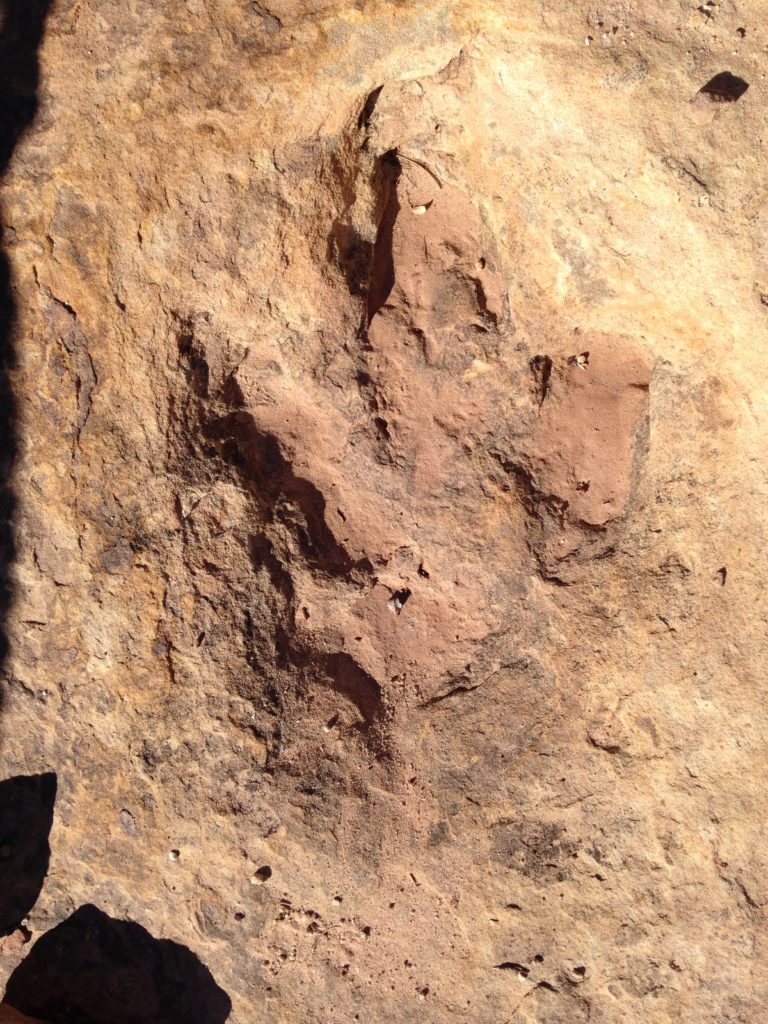 Dinosaur Tracks at Klondike Bluffs
