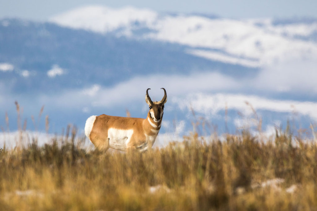 pronghorn in snow