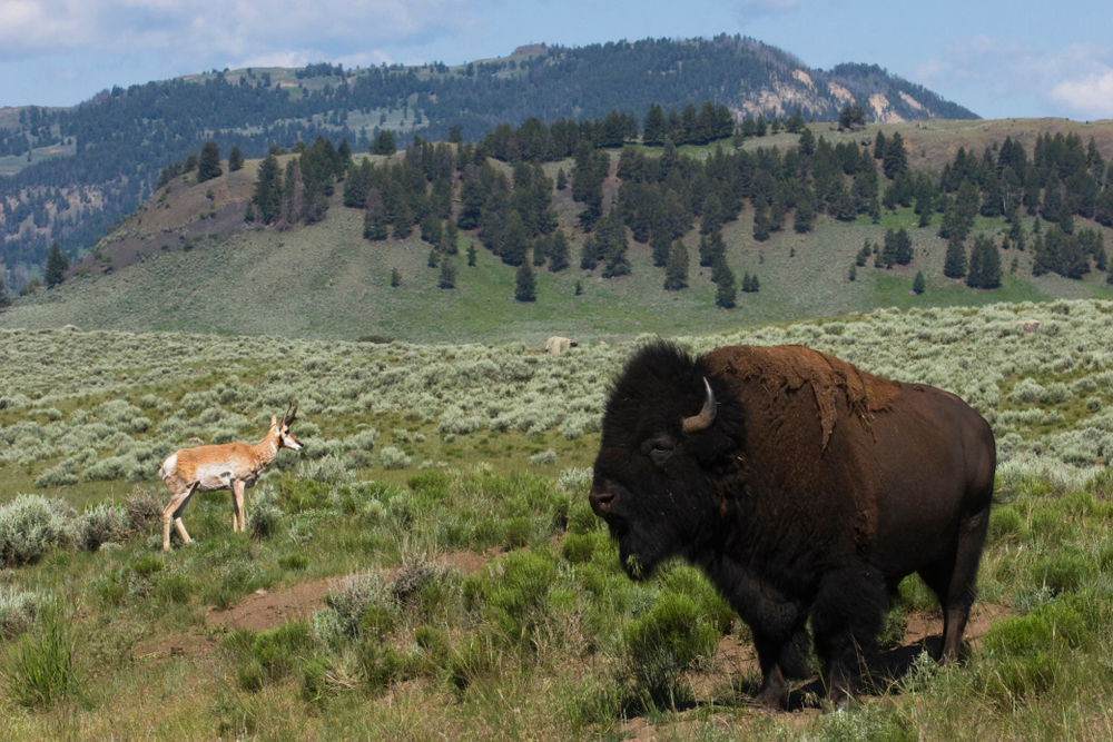 Yellowstone pronghorn and bison