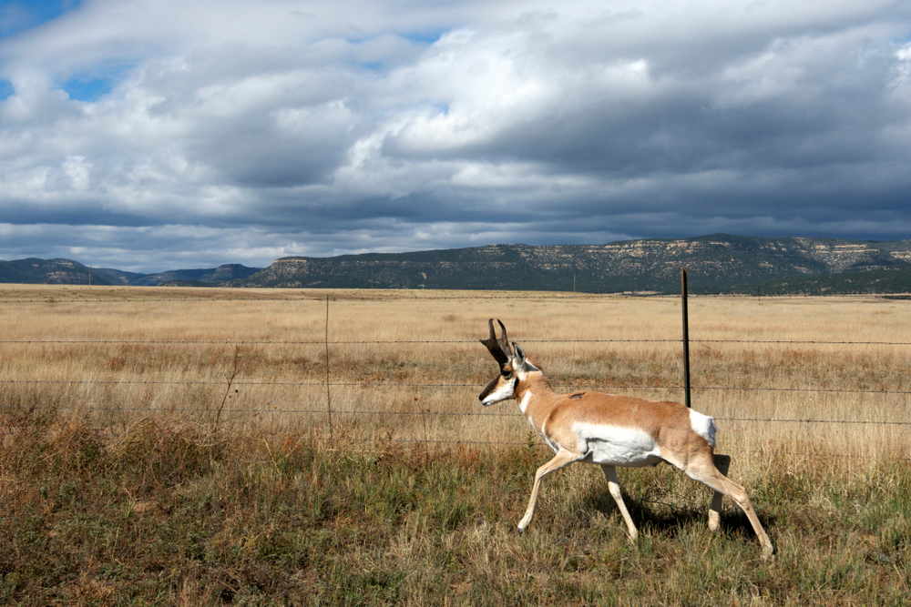 pronghorn and fence