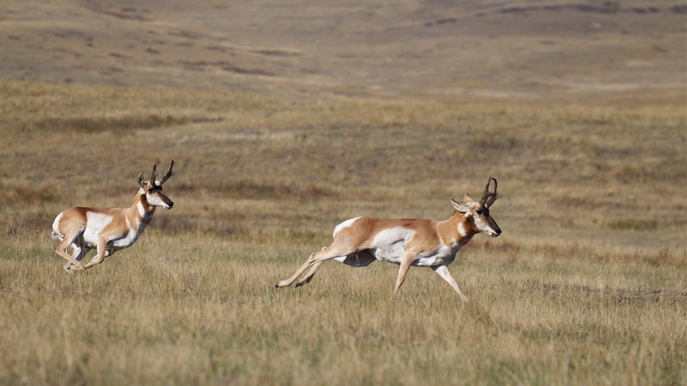 running pronghorn