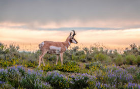 pronghorn portrait