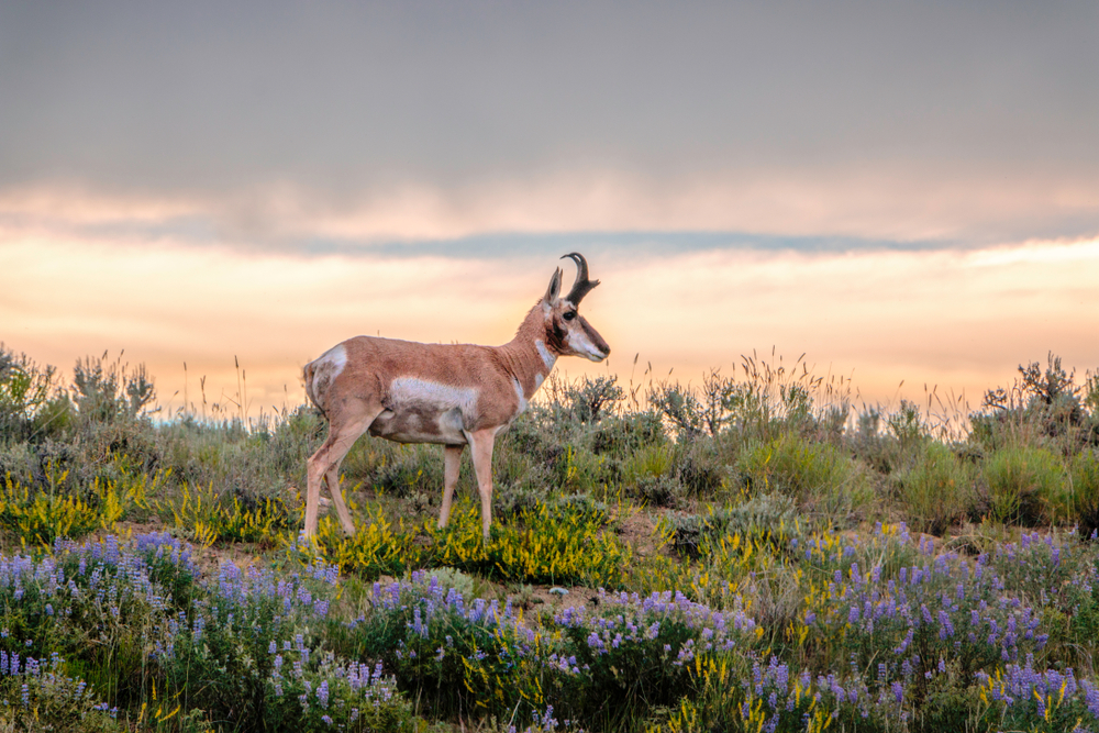 pronghorn portrait