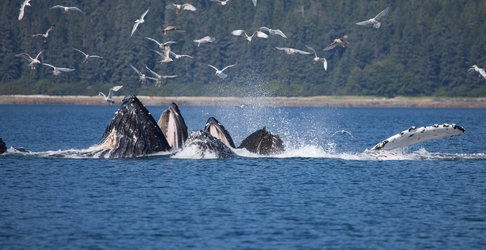 Humpbacks in Glacier Bay Alaska sometimes hunt by bubble netting