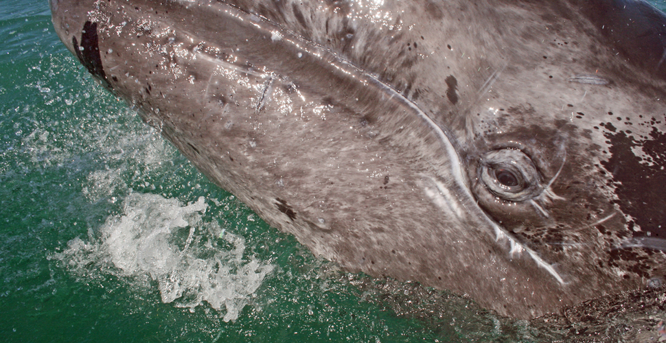 A gray whale calf looks at whale watchers in Baja
