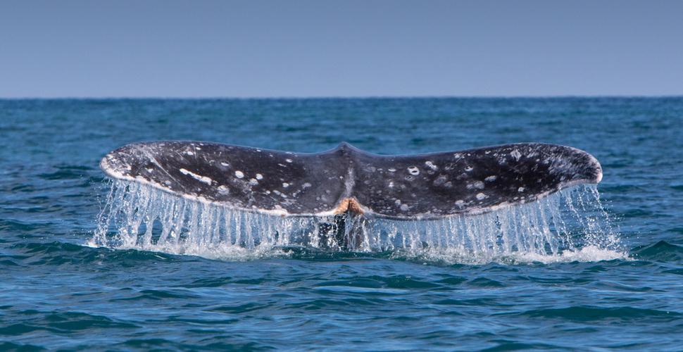 A gray whale in Baja takes a dive
