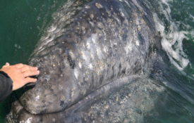 Touching a gray whale in Baja