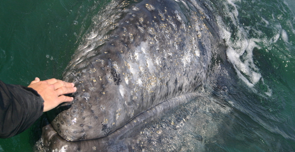 Touching a gray whale in Baja