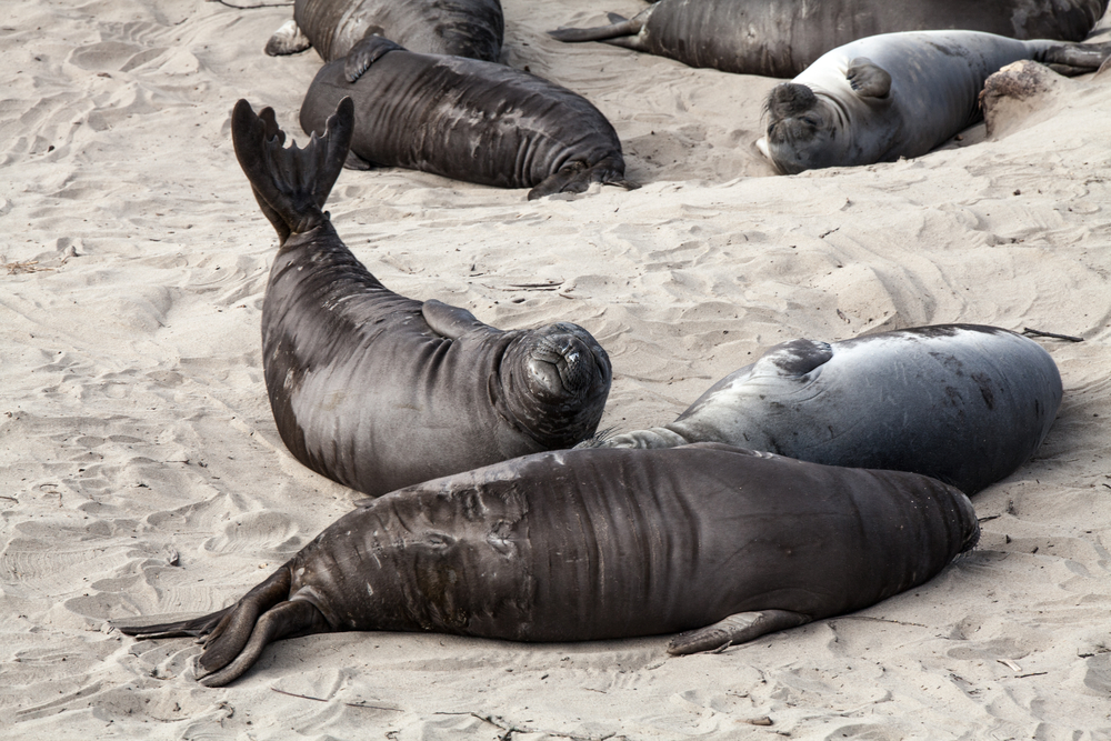 Elephant Seal Pups at Ano Nuevo State Park in California