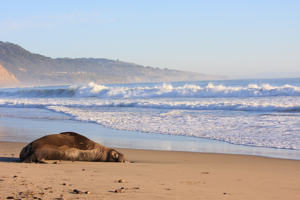 Lone elephant seal on the beach at Ano Nuevo State Park