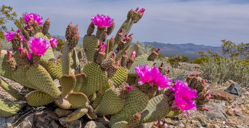 Blooming Beavertail Cactus in Death Valley National Park